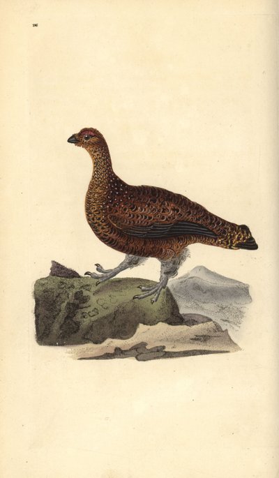 Vörös fajd (nőstény), Lagopus scotica. Kézi színű rézlemez, amelyet Edward Donovan rajzolt és metszett a saját Londoni „British Birds természettörténetéből” alkotó: Edward Donovan