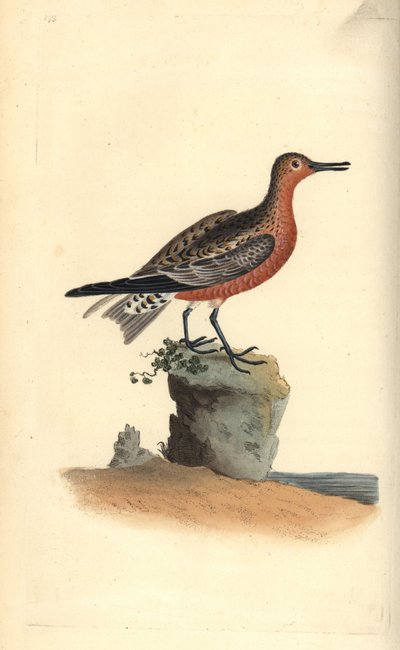 Vörös csomó, Calidris canutus. Kézi színű rézlemez, amelyet Edward Donovan rajzolt és metszett a saját Londoni „British Birds természettörténetéből” alkotó: Edward Donovan