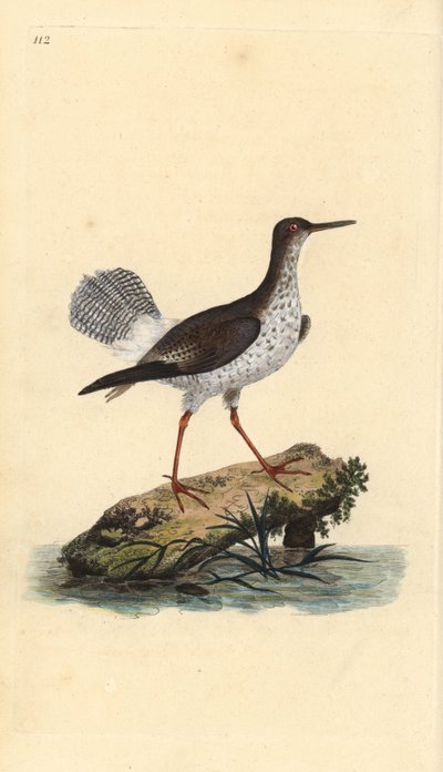 Vörös csülök, Tringa totanus. Kézi színű rézlemez, amelyet Edward Donovan rajzolt és metszett a saját Londoni „British Birds természettörténetéből” alkotó: Edward Donovan