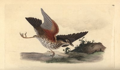 Redwing, Turdus iliacus. Kézi színű rézlemez, amelyet Edward Donovan rajzolt és metszett a saját Londoni „British Birds természettörténetéből” alkotó: Edward Donovan