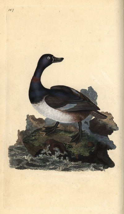 Gyűrűsnyakú kacsa, Aythya collaris. Kézi színű rézlemez, amelyet Edward Donovan rajzolt és metszett a saját Londoni „British Birds természettörténetéből” alkotó: Edward Donovan