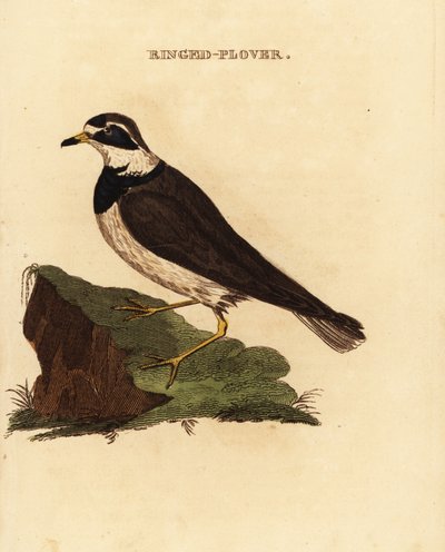 Gyűrűs lile, Charadrius hiaticula alkotó: Edward Donovan