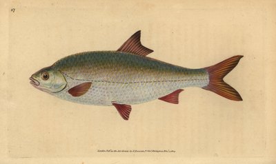 Roach, Rutilus rutilus (Cyprinus ritulus). Kézi színű rézlemez, amelyet Edward Donovan rajzolt és vésett a British Fishes, Donovan és F.C. Natural History című művéből. és J. Rivington, London alkotó: Edward Donovan