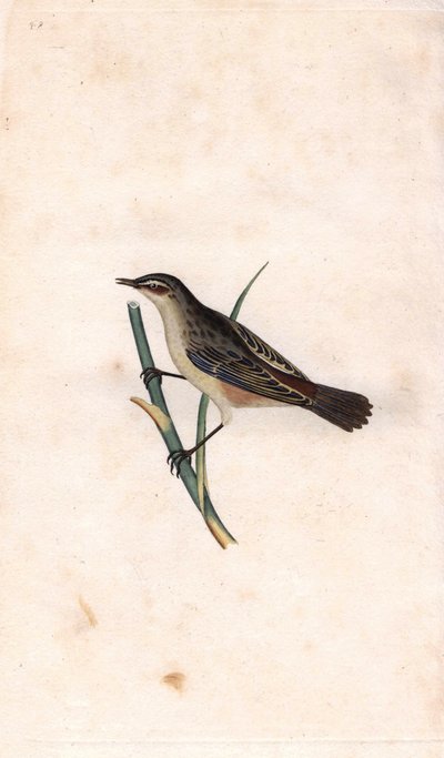 Rod phragmite. Acrocephalus schoenobaenus (Motacilla salicaria). Edward Donovan (1768-1837) rézmetszete, megjelent: Histoire naturelle des oiseaux britanniques, London. alkotó: Edward Donovan