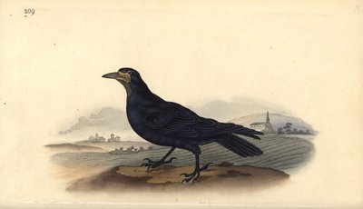 Rook, Corvus frugilegus. Kézi színű rézlemez, amelyet Edward Donovan rajzolt és metszett a saját Londoni „British Birds természettörténetéből” alkotó: Edward Donovan