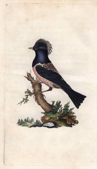 Seregélypinty. Sturnus roseus (Turdus roseus). Edward Donovan (1768-1837) rézmetsze, megjelent a Natural History of British Birds, Londonban alkotó: Edward Donovan