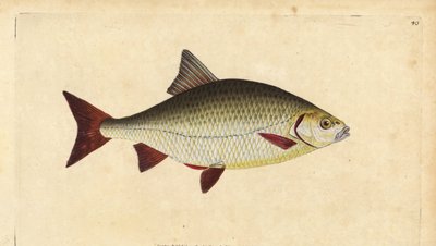 Rudd, Scardinius erythrophthalmus (Red eye, Cyprinus erythrophthalmus). Kézzel színezett rézlemez, amelyet Edward Donovan rajzolt és vésett a British Fishes, Donovan and F.C. Natural History című művéből. és J. Rivington, London alkotó: Edward Donovan