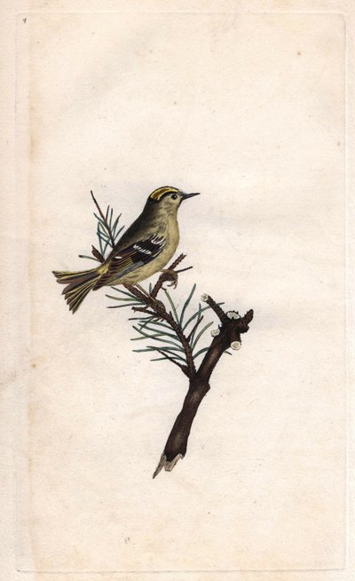 Ruppe király. Regulus regulus (Motacilla regulus). Edward Donovan (1768-1837) rézmetsze, megjelent a Natural History of British Birds, Londonban alkotó: Edward Donovan