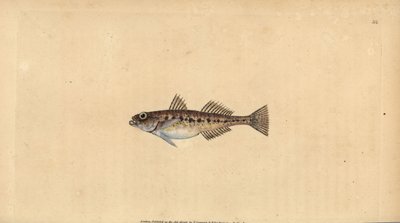 Homoki géb, Pomatoschistus minutus (Pettyes géb, Gobius minutus). Kézzel színezett rézlemez, amelyet Edward Donovan rajzolt és metszett a British Fishes, Donovan and F.C. Natural History of British Fishes című művéből. és J. Rivington, London alkotó: Edward Donovan