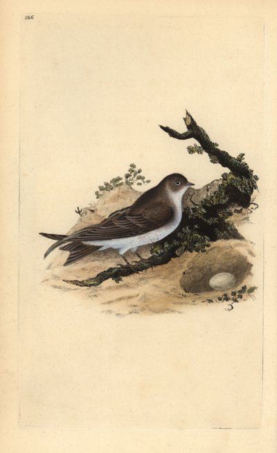 Homokmárton, Riparia riparia, fészekkel és tojással. Kézzel színezett rézlemez, amelyet Edward Donovan rajzolt és metszett a saját „Britan madarak természettörténetéből” (1794-1819). Edward Donovan (1768-1837) angol-ír amatőr zoológus, író, művész és alkotó: Edward Donovan
