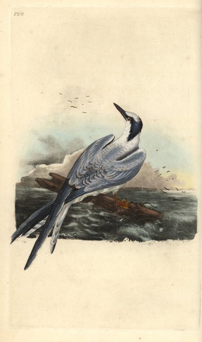 Szendvics csér, Thalasseus sandvicensis. Kézi színű rézlemez, amelyet Edward Donovan rajzolt és metszett a saját Londoni „British Birds természettörténetéből” alkotó: Edward Donovan