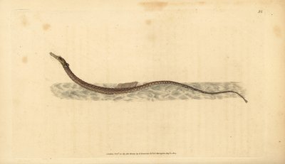 Sargassum pipahal vagy nyílt tengeri pipahal. Kézzel színezett rézlemez, amelyet Edward Donovan rajzolt és metszett a British Fishes, Donovan and F.C. Natural History of British Fishes című művéből. és J. Rivington, London alkotó: Edward Donovan