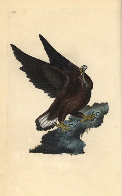Tengeri sas, Haliaeetus albicilla. Kézi színű rézlemez, amelyet Edward Donovan rajzolt és metszett a saját Londoni „British Birds természettörténetéből” alkotó: Edward Donovan