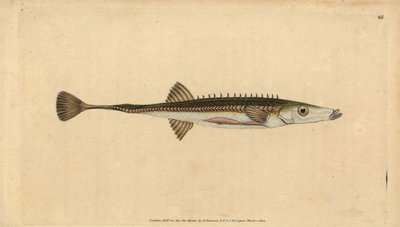 Tengeri pálcika, Spinachia spinachia (Tizenöttüskés pálcika, Gasterosteus spinachia). Kézzel színezett rézlemez, amelyet Edward Donovan rajzolt és metszett a British Fishes, Donovan and F.C. Natural History of British Fishes című művéből. és J. Rivington,  alkotó: Edward Donovan