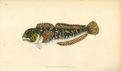 Shanny, Lipophrys pholis (Smooth blenny, Blennius pholis). Kézzel színezett rézlemez, amelyet Edward Donovan rajzolt és metszett a British Fishes, Donovan and F.C. Natural History of British Fishes című művéből. és J. Rivington, London alkotó: Edward Donovan