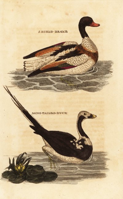 Shelduck, Tadorna tadorna és hosszúfarkú réce, Clangula hyemalis alkotó: Edward Donovan