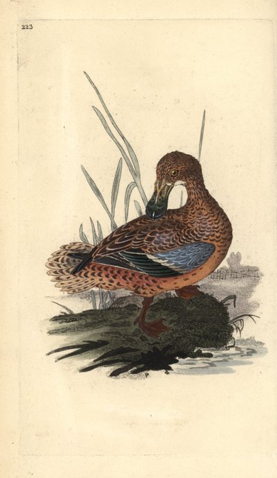 Lapátkacsa (nőstény), Anas clypeata. Kézi színű rézlemez, amelyet Edward Donovan rajzolt és metszett a saját Londoni „British Birds természettörténetéből” alkotó: Edward Donovan