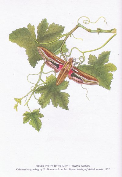 Silver Stripe Hawk Moth, Shinx Celerio, Nature in Britain, Collins, 1946 alkotó: Edward Donovan