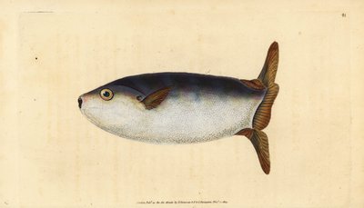 Karcsú naphal, Ranzania laevis (Csonka naphal, Tetrodon truncatus). Kézzel színezett rézlemez, amelyet Edward Donovan rajzolt és metszett a British Fishes, Donovan and F.C. Natural History of British Fishes című művéből. és J. Rivington, London alkotó: Edward Donovan