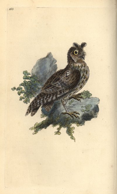 Kisebb tollas vagy szibériai fülesbagoly, Strix pulchella. (Scops bagoly, Otus scops?) Kézi rézmetszet, rajzolta és metszette Edward Donovan saját "Natural History of British Birds" című művéből, London. alkotó: Edward Donovan