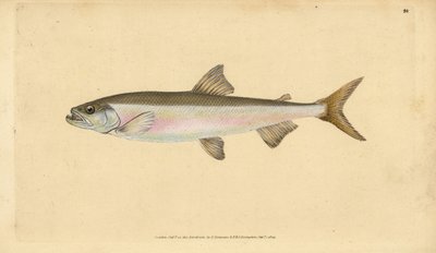 Búvárkeszeg, Osmerus eperlanus (Salmo eperlanus). Kézi rézmetszet, rajzolta és metszette Edward Donovan a Natural History of British Fishes című művéből, Donovan and F.C. and J. Rivington, London. alkotó: Edward Donovan