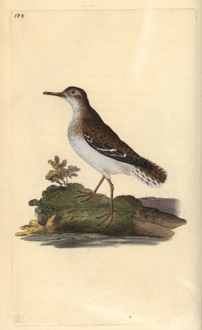 Foltos homokkóró, Actitis macularia. Kézi színű rézlemez, amelyet Edward Donovan rajzolt és metszett a saját Londoni „British Birds természettörténetéből” alkotó: Edward Donovan