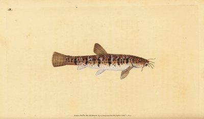 Barbatula barbatula (Barbatula barbatula) (szakállas süllő, Cobitis barbatula). Kézi rézmetszet, rajzolta és metszette Edward Donovan a Natural History of British Fishes című művéből, Donovan and F.C. and J. Rivington, London. alkotó: Edward Donovan