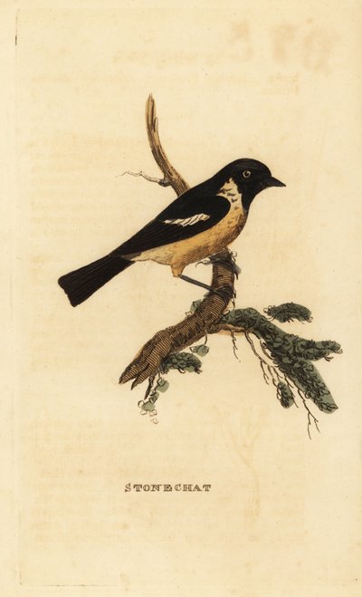 Stonechat, Saxicola rubicola alkotó: Edward Donovan