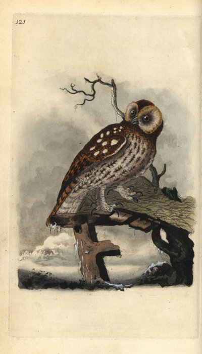 Tawny bagoly, Strix aluco. Kézi színű rézlemez, amelyet Edward Donovan rajzolt és metszett a saját Londoni „British Birds természettörténetéből” alkotó: Edward Donovan