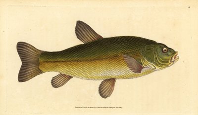 Cicák, Tinca tinca (Cyprinus tinca). Kézzel színezett rézlemez, amelyet Edward Donovan rajzolt és metszett a British Fishes, Donovan and F.C. Natural History of British Fishes című művéből. és J. Rivington, London alkotó: Edward Donovan