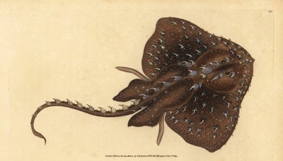 Tüskés rája, Amblyraja radiata (Starry ray, Raja radiata). Sebezhető. Kézzel színezett rézlemez, amelyet Edward Donovan rajzolt és metszett a British Fishes, Donovan and F.C. Natural History of British Fishes című művéből. és J. Rivington, London alkotó: Edward Donovan