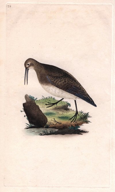 Apró csőr. Calidris minutilla (Tringa cinclus). Edward Donovan (1768-1837) rézmetsze, megjelent a Natural History of British Birds, Londonban alkotó: Edward Donovan
