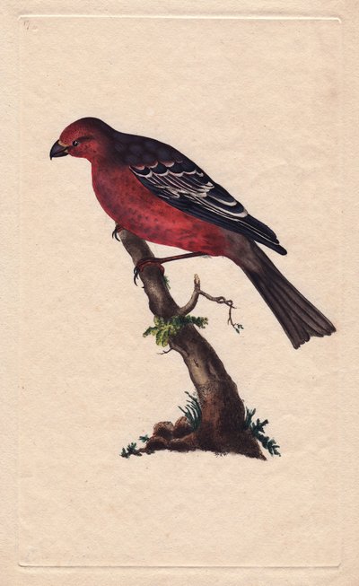 fák. Pinicola enucleator (Loxia enucleator). Edward Donovan (1768-1837) rézmetsze, megjelent a Natural History of British Birds, Londonban alkotó: Edward Donovan
