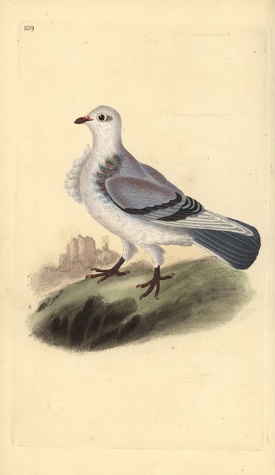 Turbit galamb, Columba livia domestica var. turbita. Kézi színű rézlemez, amelyet Edward Donovan rajzolt és metszett a saját Londoni „British Birds természettörténetéből” alkotó: Edward Donovan