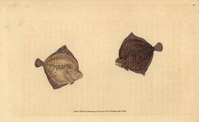 Nagy rombuszhal, Scophthalmus maximus (Ciklopsz lepényhal, Pleuronectes cyclops). Kézi rézmetszet, rajzolta és metszette Edward Donovan a Natural History of British Fishes című művéből, Donovan and F.C. and J. Rivington, London. alkotó: Edward Donovan