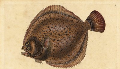 Turboly, Scophthalmus maximus (Pleuronectes maximus). Kézzel színezett rézlemez, amelyet Edward Donovan rajzolt és metszett a British Fishes, Donovan and F.C. Natural History of British Fishes című művéből. és J. Rivington, London alkotó: Edward Donovan