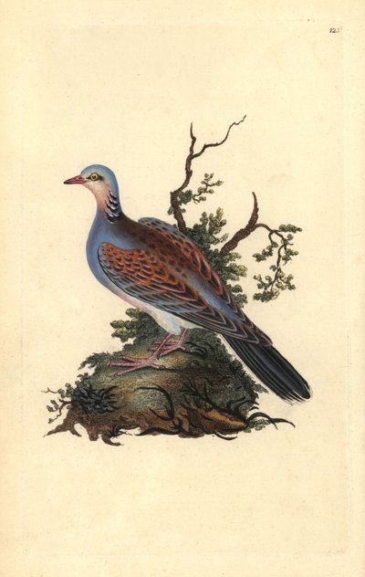 Turtle galamb, Streptopelia turtur. Kézzel színezett rézlemez, amelyet Edward Donovan rajzolt és metszett a saját „Britan madarak természettörténetéből” (1794-1819). Edward Donovan (1768-1837) angol-ír amatőr zoológus, író, művész és metsző. Ő wr alkotó: Edward Donovan