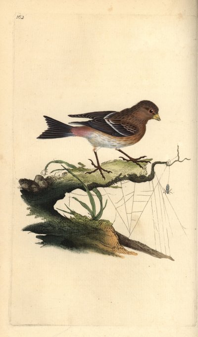 Twite, Carduelis flavirostris. Kézi rézkarc, rajzolta és metszette Edward Donovan a saját "Natural History of British Birds" című művéből, London. alkotó: Edward Donovan