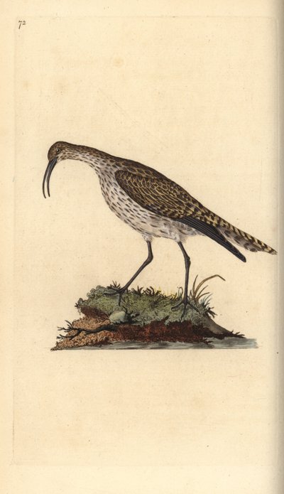 Whimbrel, Numenius phaeopus. Kézi színű rézlemez, amelyet Edward Donovan rajzolt és metszett a saját Londoni „British Birds természettörténetéből” alkotó: Edward Donovan