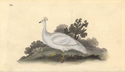 Fehér tarajos borsótyúk (nőstény), Pavo cristatus. Kézi színű rézlemez, amelyet Edward Donovan rajzolt és metszett a saját Londoni „British Birds természettörténetéből” alkotó: Edward Donovan
