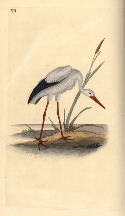 Fehér gólya, Ciconia ciconia. Kézi rézkarc, rajzolta és metszette Edward Donovan a saját "Natural History of British Birds" című művéből, London. alkotó: Edward Donovan