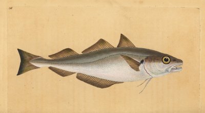 Vékonybajszú tőkehal, Merlangius merlangus (Gadus merlangus). Kézzel színezett rézlemez, amelyet Edward Donovan rajzolt és metszett a British Fishes, Donovan and F.C. Natural History of British Fishes című művéből. és J. Rivington, London alkotó: Edward Donovan