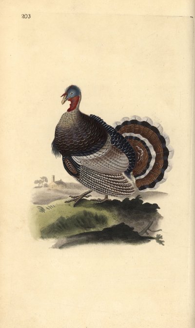 Vadpulyka, Meleagris gallopavo. Kézi színű rézlemez, amelyet Edward Donovan rajzolt és metszett a saját Londoni „British Birds természettörténetéből” alkotó: Edward Donovan