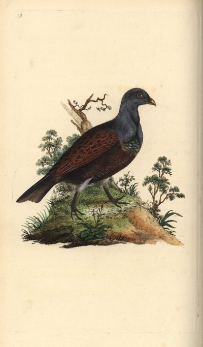 Nyírfajd, Tetrao urogallus. Kézi színű rézlemez, amelyet Edward Donovan rajzolt és metszett a saját Londoni „British Birds természettörténetéből” alkotó: Edward Donovan