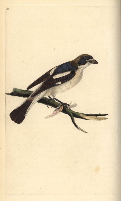 Fakopáncs, Lanius senator. Kézzel színezett rézmetszet, rajzolta és metszette Edward Donovan a saját "Natural History of British Birds" című művéből, London. alkotó: Edward Donovan