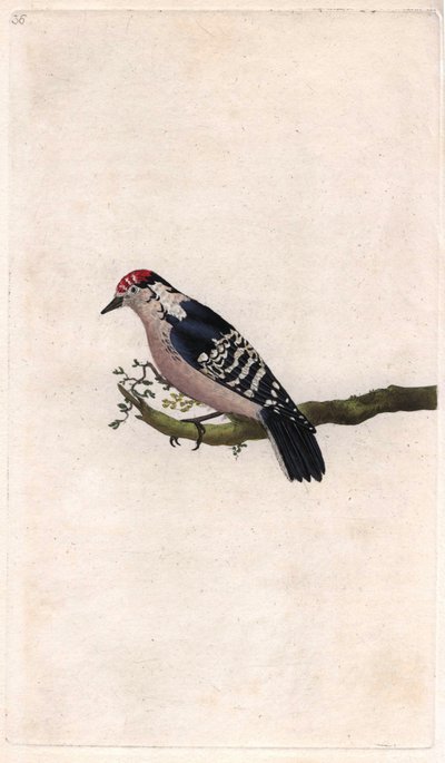 Harkály. Dendrocopos minor (Picus minor). Edward Donovan (1768-1837) rézmetsze, megjelent a Natural History of British Birds, Londonban alkotó: Edward Donovan