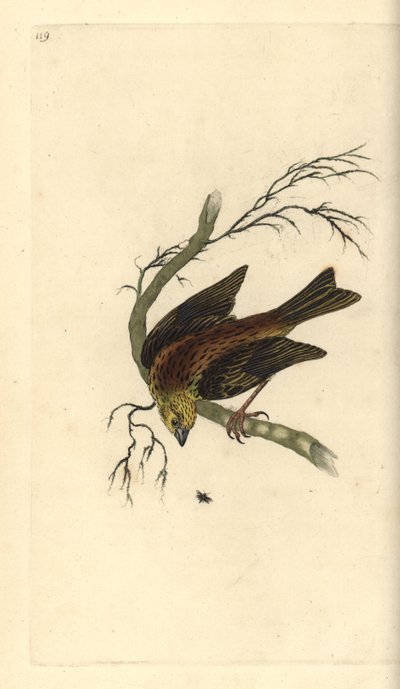 Yellowhammer, Emberiza citrinella. Kézi színű rézlemez, amelyet Edward Donovan rajzolt és metszett a saját Londoni „British Birds természettörténetéből” alkotó: Edward Donovan