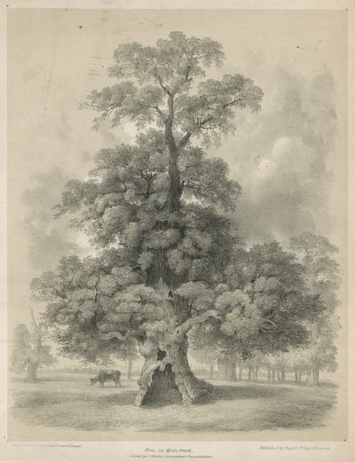 Szil a londoni Hyde Parkban alkotó: Edward Hassell