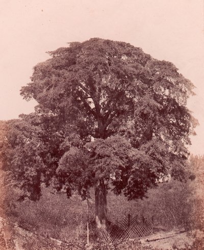 fatanulmány, 1850-53. alkotó: Edward King Tenison