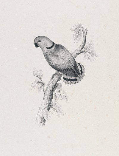 (Swindern-papagáj) (42. ábra) alkotó: Edward Lear